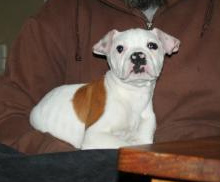 puppy
