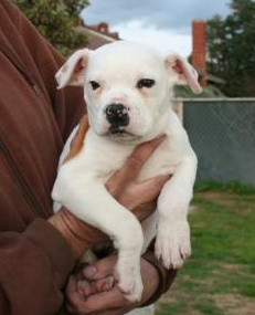 puppy
