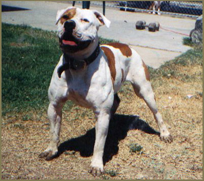 American Bulldog on Den American Bulldog   Amerikanische Bulldogge   American Bulldog