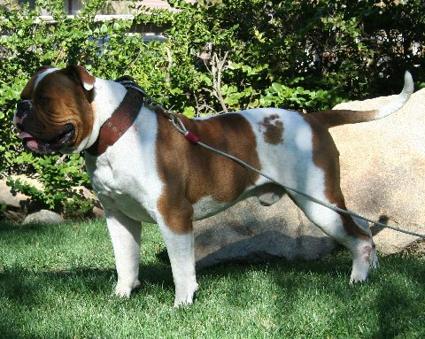 Hercules