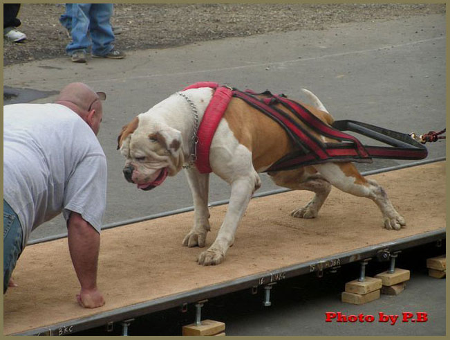 very big bulldog