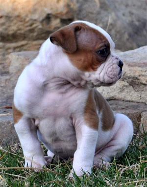 puppy
