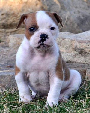puppy