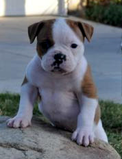 puppy