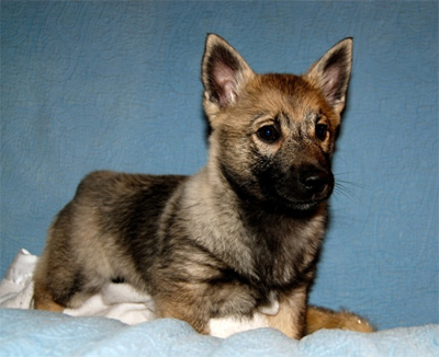 puppy