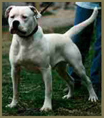 painter american bulldog kennels